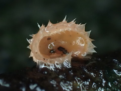 Microstoma floccosum