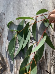 Eucalyptus pauciflora pauciflora
