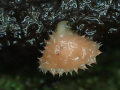 Microstoma floccosum