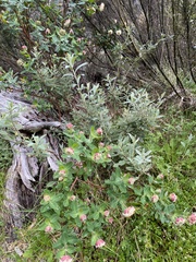 Pimelea ligustrina