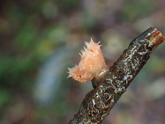 Microstoma floccosum