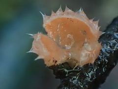 Microstoma floccosum