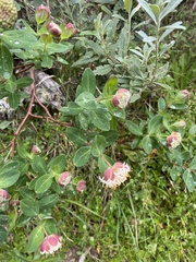 Pimelea ligustrina