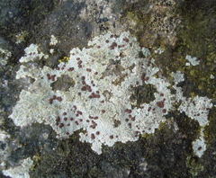 Lecanora