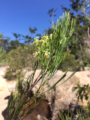 Stenocarpus angustifolius