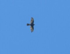 Accipiter melanoleucus