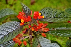 Chrysothemis pulchella