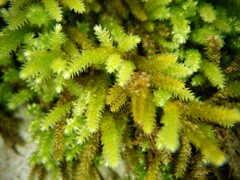 Scorpiurium circinatum