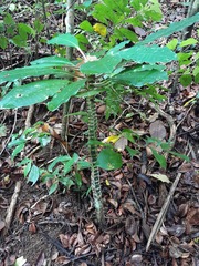 Euphorbia leuconeura image