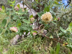 Pimelea ligustrina