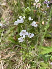 Euphrasia collina