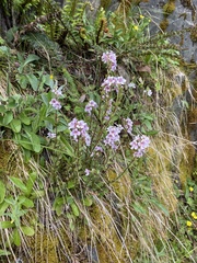 Euphrasia collina