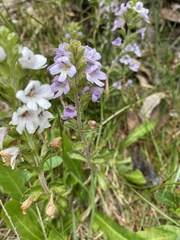 Euphrasia collina