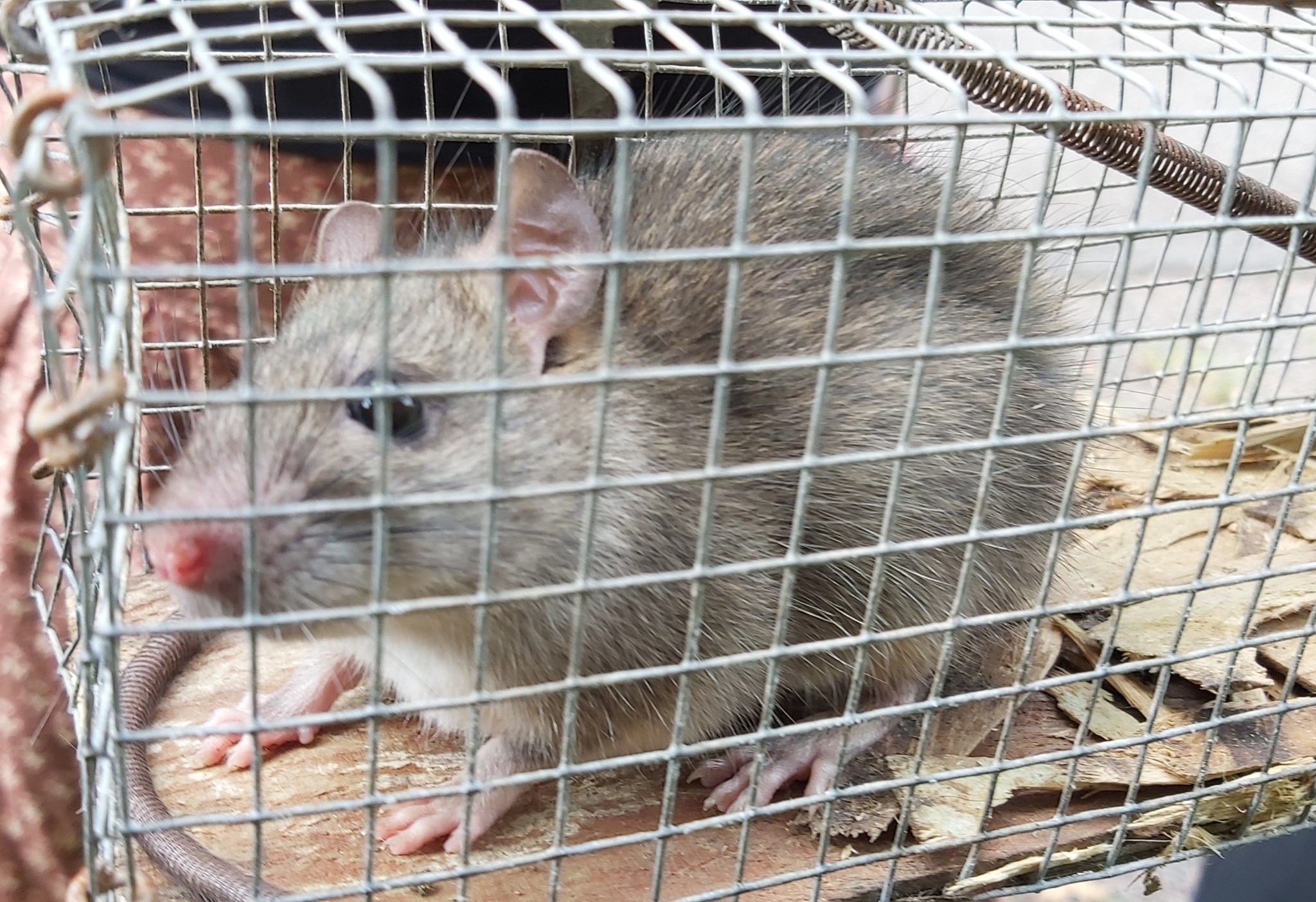 Rattus Rattus (linnaeus, 1758)