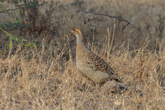 Ortygornis pondicerianus