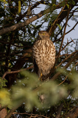 Accipiter badius