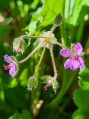 Erodium malacoides