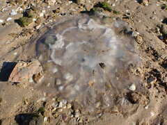 Rhizostoma