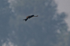 Dicrurus macrocercus