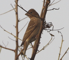 Carpodacus erythrinus