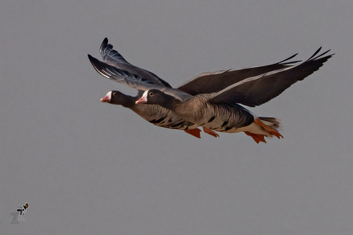 Lesser White-fronted Goose, photo 5 of 9