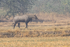Boselaphus tragocamelus