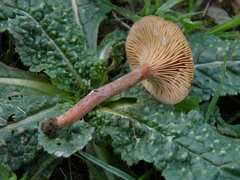 Lactarius serifluus