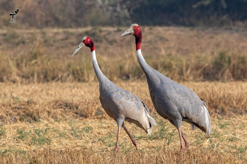 Grus antigone
