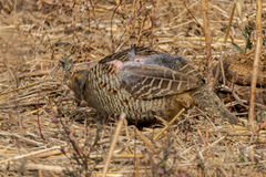 Ortygornis pondicerianus