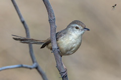 Prinia gracilis