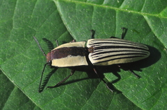Chalcolepidius limbatus