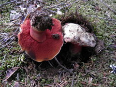 Rubroboletus rubrosanguineus