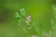 Fumaria vaillantii