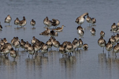 Calidris pugnax