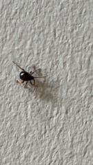 Gibbium aequinoctiale