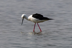 Himantopus himantopus