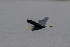 Egretta gularis