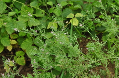 Fumaria vaillantii