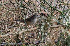 Prinia gracilis