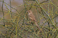 Prinia gracilis