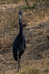 Egretta gularis