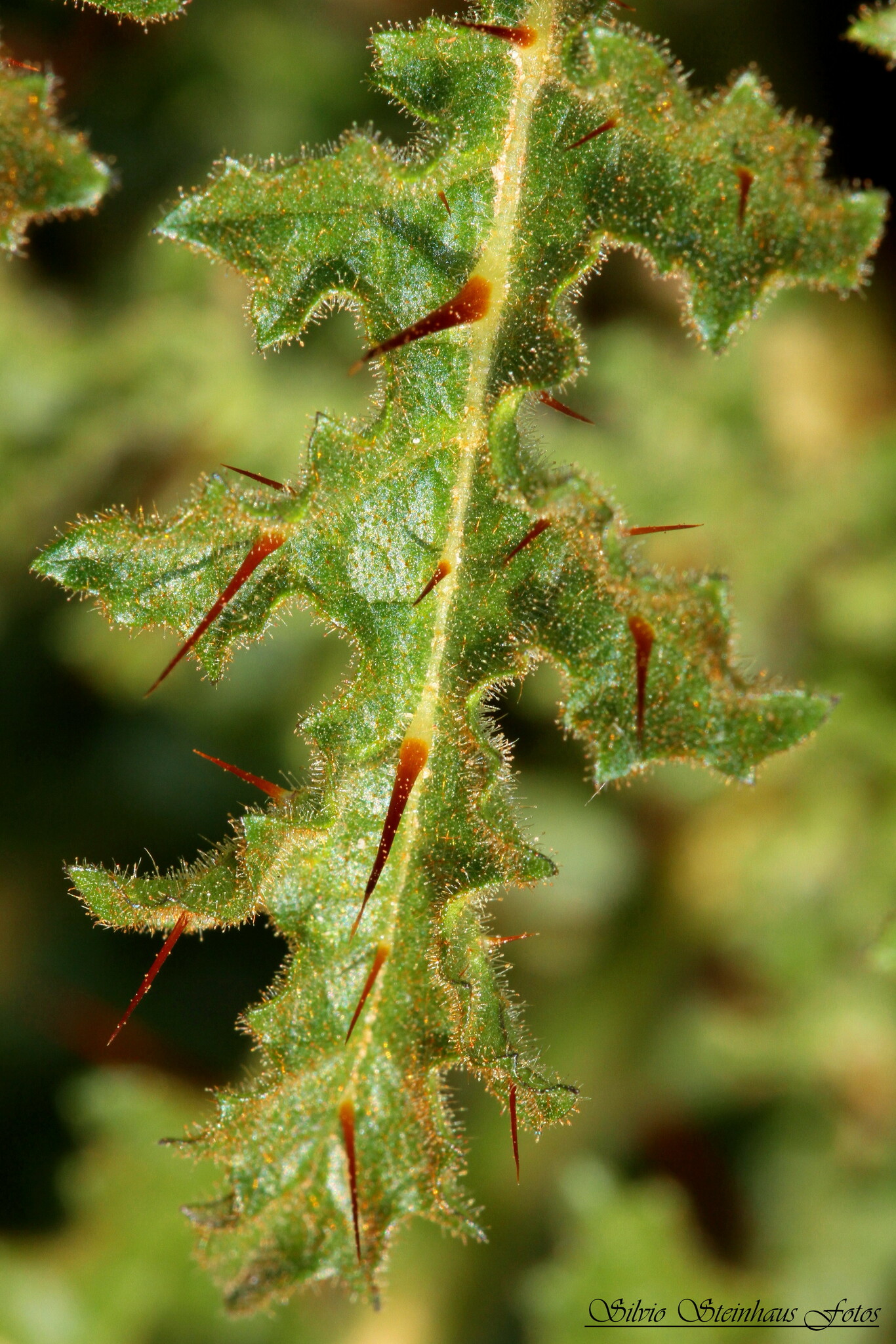 Solanum sisymbriifolium