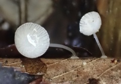 Mycena stylobates