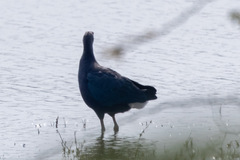 Porphyrio poliocephalus