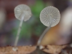 Mycena stylobates
