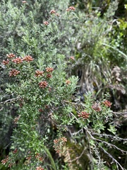 Ozothamnus