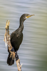 Phalacrocorax fuscicollis