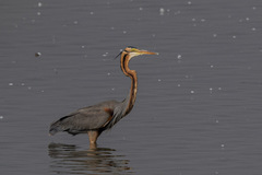 Ardea purpurea