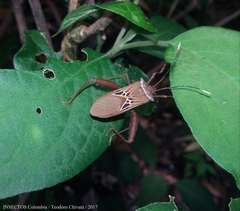 Leptoscelis centralis
