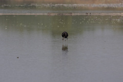 Plegadis falcinellus